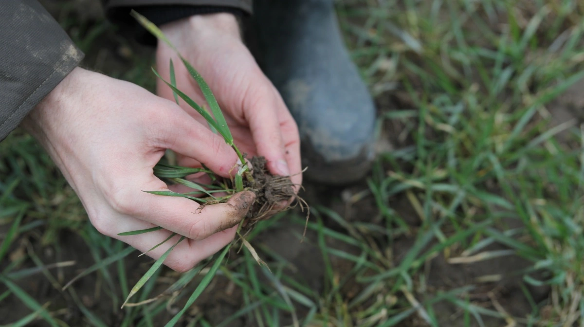 Et af problemerne med NUAR-reguleringsmodellen er ifølge Claus Neergaard, at den anser hvededyrkning for mere miljøbelastende end vårbyg-dyrkning. Arkivfoto: Henriette Lemvig