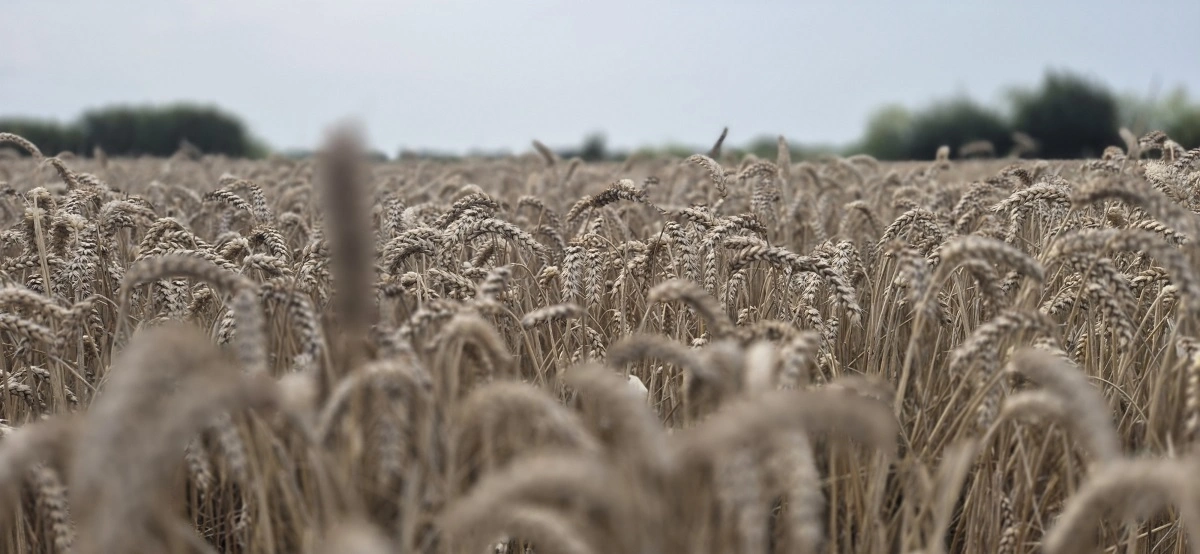 Det er især de faldende kornpriser, der er skyld i det negative resultat. Arkivfoto: Tenna Bang