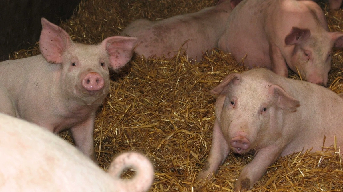 Syge og tilskadekomne grise skal behandles efter bogen som her. Ellers kan det nu i værste fald betyde suspendering fra Danish-ordningen, hvilket kan få konsekvenser for afsætningen af ens grise. Arkivfoto: Anne Wolfenberg