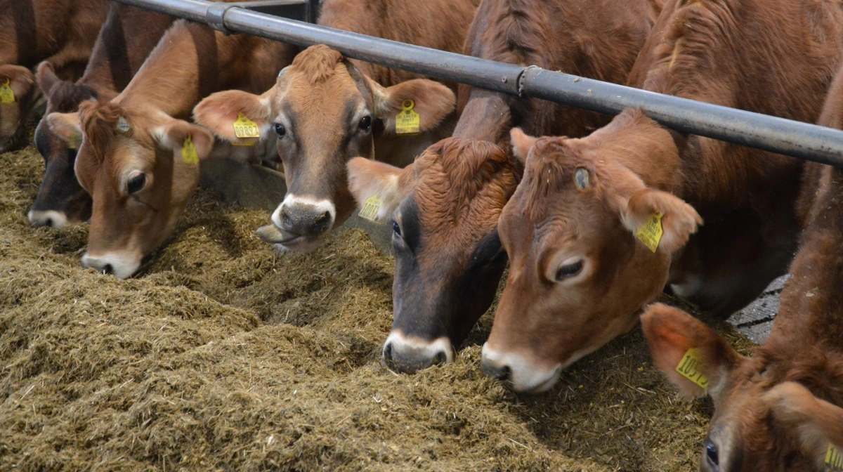 LVK fortæller gennem deres seneste nyhedsbrev, hvordan Bovaer påvirker enkelte besætninger negativt. Arkivfoto: Camilla Bønløkke