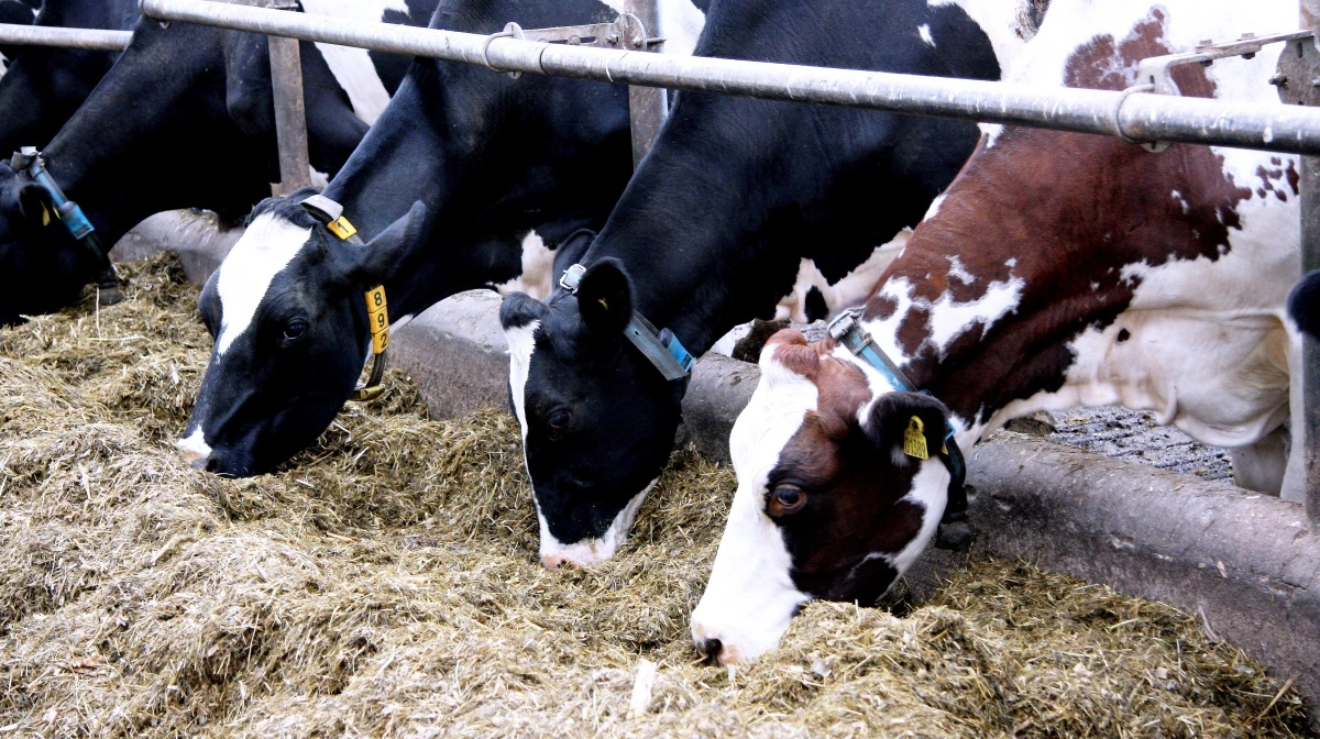 Landbrug & Fødevarer oplever afvigelser ved brug af Bovaer. Arkivfoto: Tenna Bang