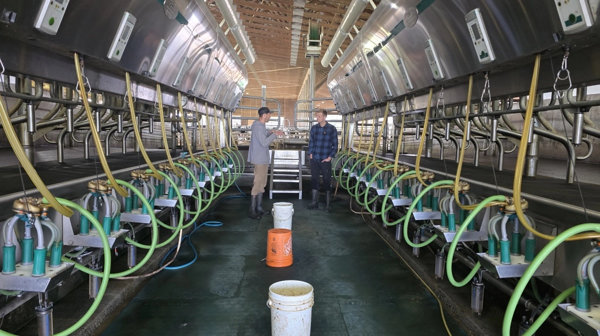 Alan Hessel (tv) i sin nyeste malkestald sammen med danske Bram Streefkerk, som netop er blevet ansat på gården. Fotos: Jørgen P. Jensen