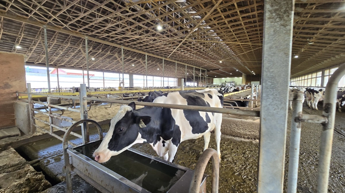 Hele besætningen er Holstein. 
- Jersey kunne været et alternativ, jeg overvejer, fortæller Alan Hessel.