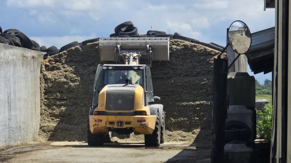 Ensilagen er god efter de seneste to gode vækstår.