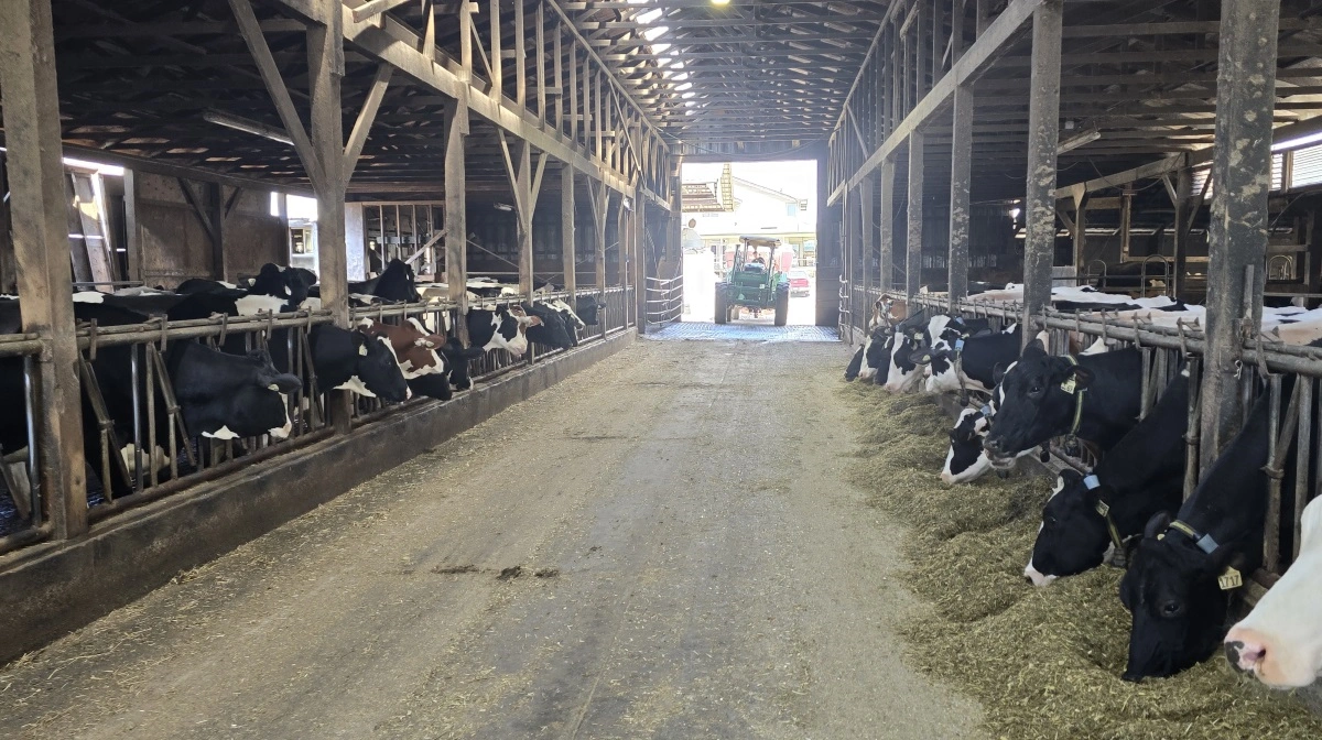 Det gamle staldanlæg rummer 40 malkekøer plus opdræt og goldkøer.