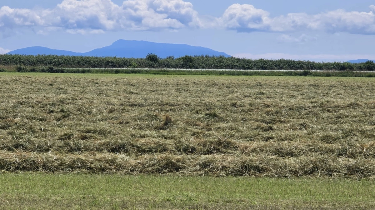Nyslået græsslæt ligger en dag på skår inden det ensileres.