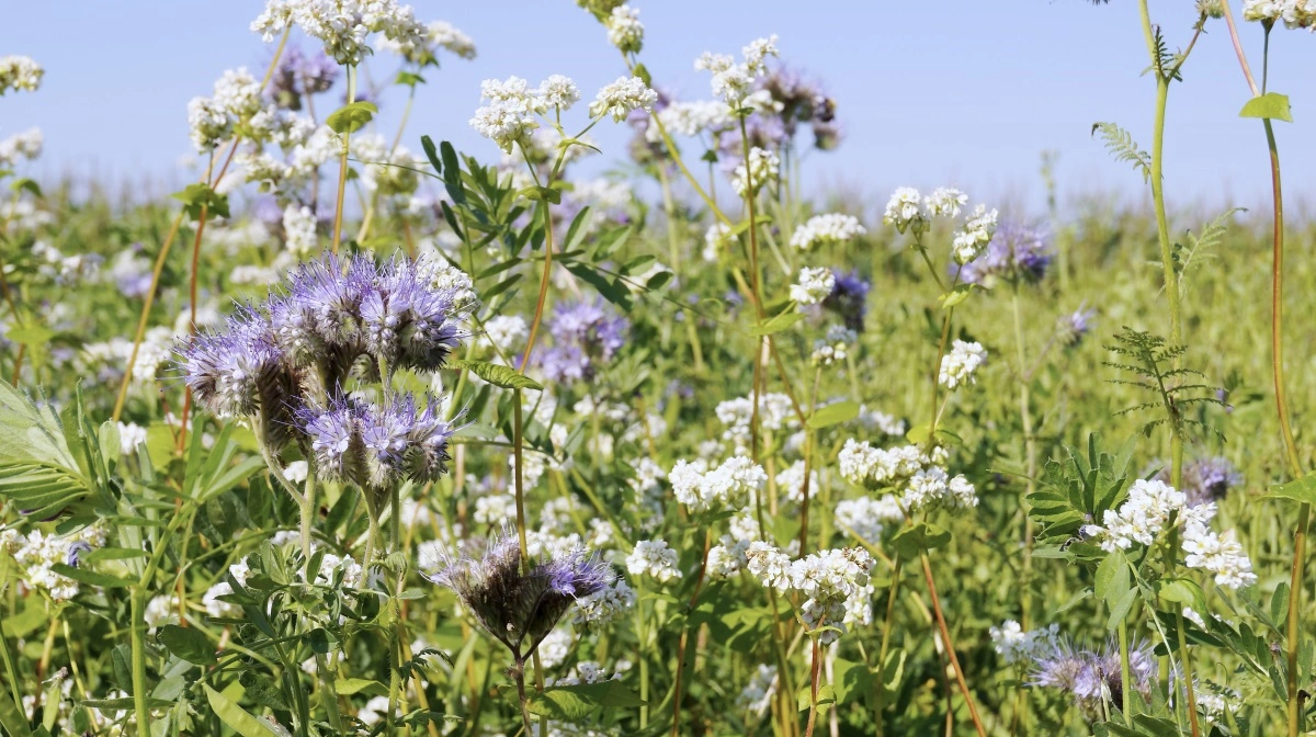 Nektartrige blomster var for mange en nem adgang til støtte tillæg på 1500 kroner, der passede godt med, at mange i 2024 havde meget våde marker, der næppe ville give en god høst.