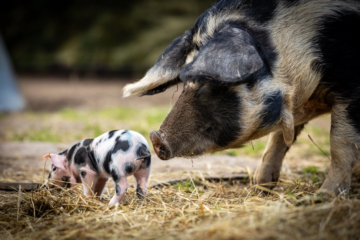 Den første modtager af prisen blev Marie Bojsen fra Birthesminde ved Vipperød, som har markeret sig med en særlig indsats for at sætte den kulinariske gris på landkortet.