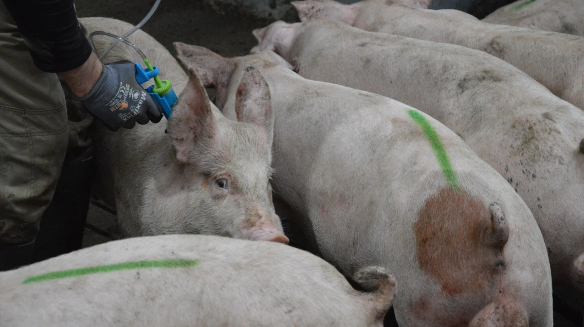 Det er forventningen, at  Danmark kommer op på 1,6 millioner vaccinerede hangrise i 2026. Arkivfoto: Camilla Bønløkke