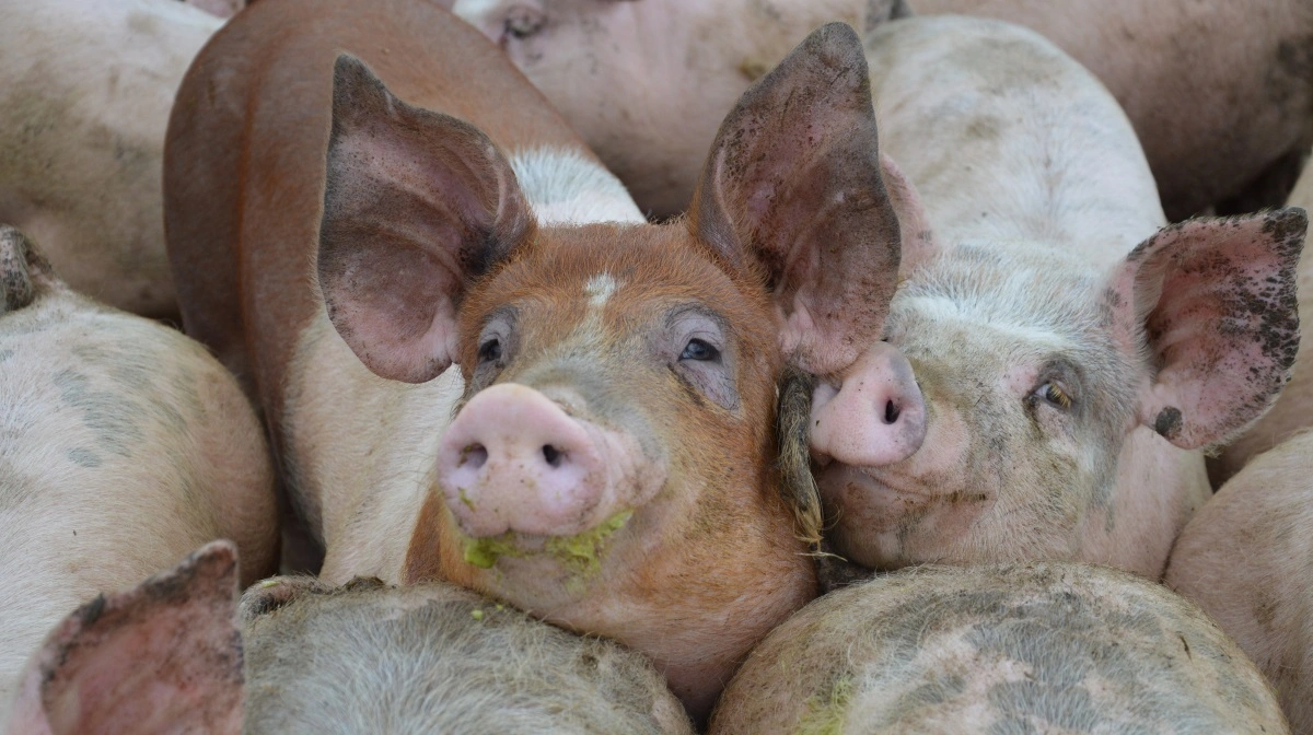 Siden 2021 har det været et lovkrav, at alle IE-husdyrbrug (mere end 750 stipladser til søer eller 2.000 til slagtesvin) skal arbejde med miljøledelse. 