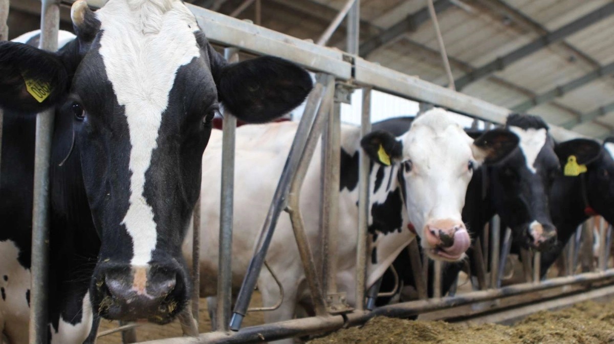 Aarhus Universitet har ikke oplevet de sygdomstegn, som flere mælkeproducenter beretter om, efter de er startet med Bovaer. Universitet følger situationen tæt. Arkivfoto