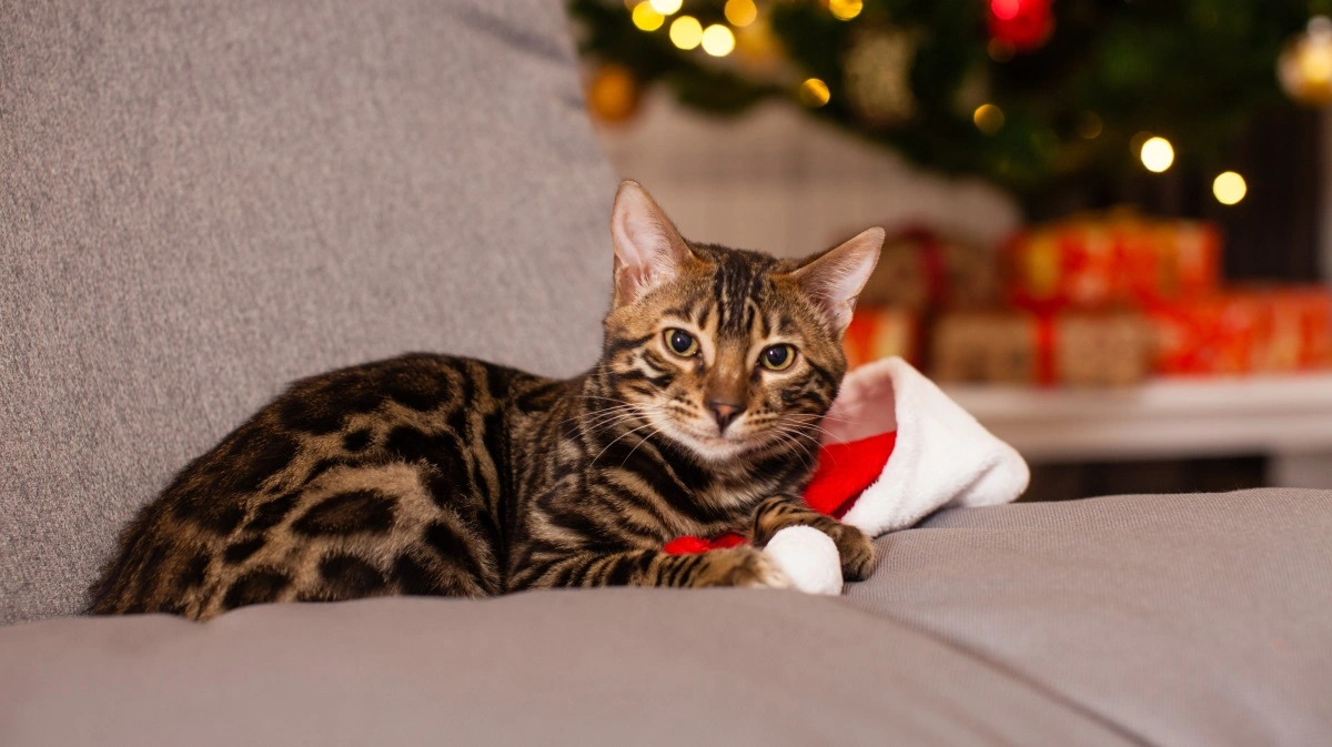 For en nysgerrig kat kan julepynt være svært at modstå. Foto: Colourbox 