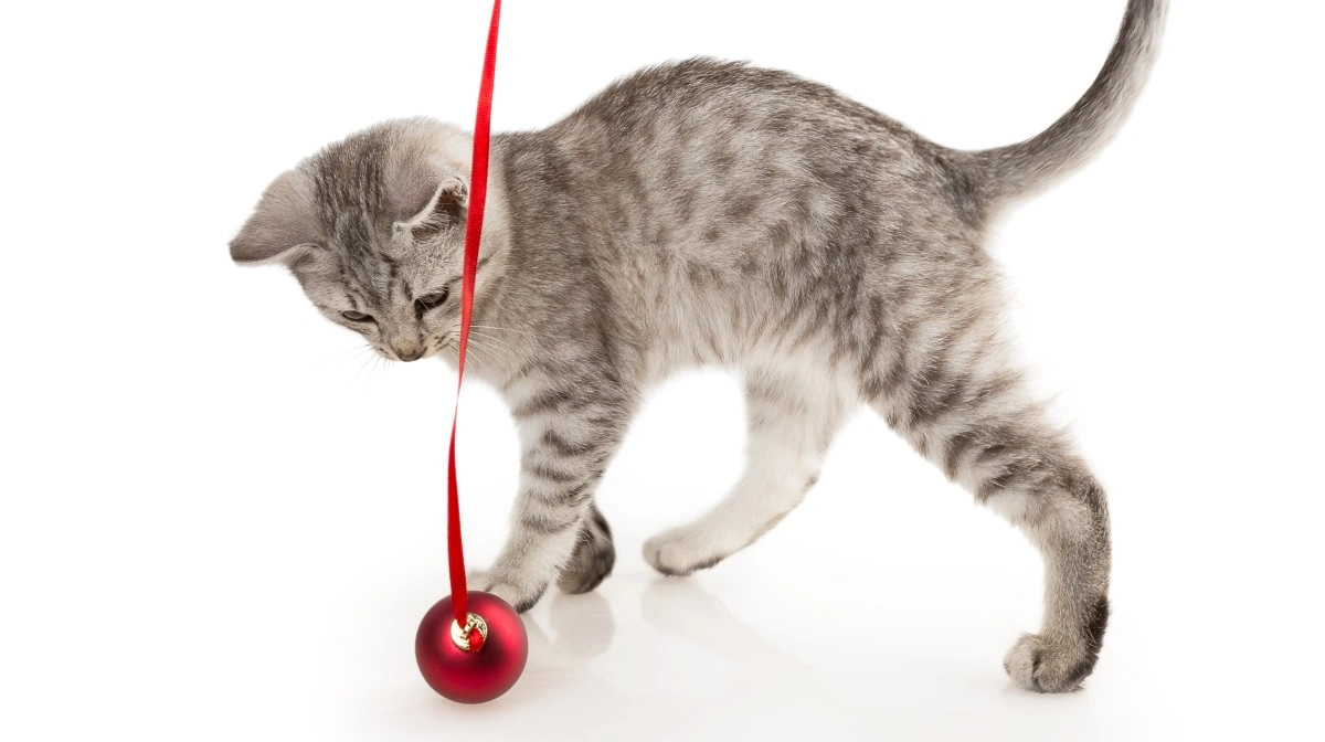 For en nysgerrig kat kan julepynt være svært at modstå. Foto: Colourbox 