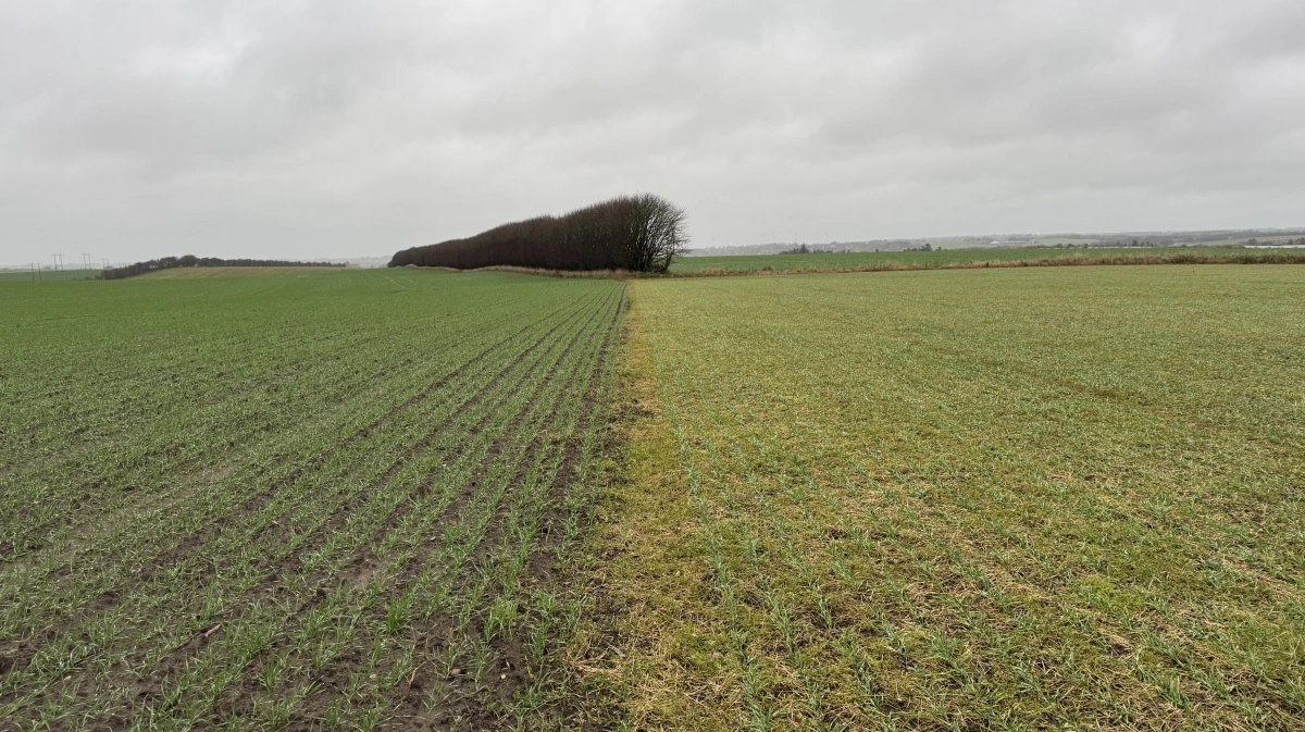 Hvede efter kartofler til venstre og hvede efter hvidkløver til højre. Christian Frigaards erfaring er, at udbyttet bliver det samme, men hvede efter hvidkløver koster det halve at dyrke. Foto: Kasper Stougård 