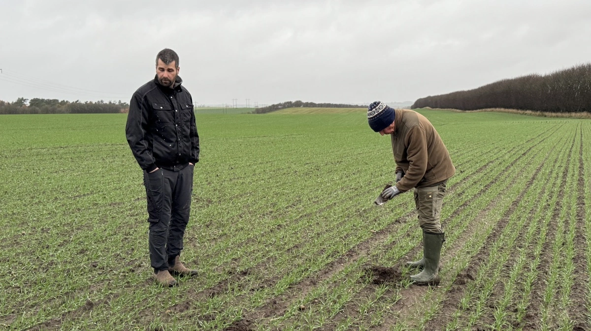 Planteavlskonsulent emeritus Erik Sandal (til højre) havde spaden med i hveden, som er etableret efter kartofler. Og netop kartoflerne er nu fortid i sædskiftet hos Christian Frigaard (til venstre).