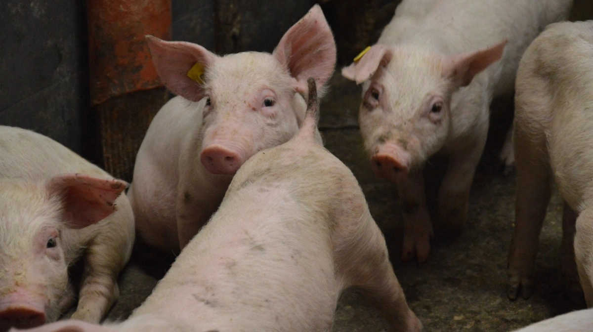 Til trods for at influenza ses året rundt i staldene, er efterår og vinter stadig influenzasæson, om ikke andet hos medarbejderne. Arkivfoto: Camilla Bønløkke