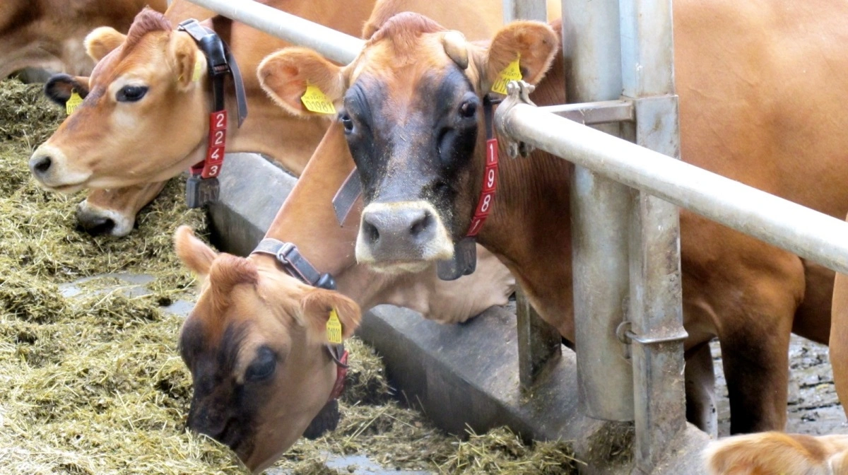 Fødevarestyrelsen er netop kommet med en ny vejledning omkring Bovaer. Arkivfoto: Camilla Bønløkke