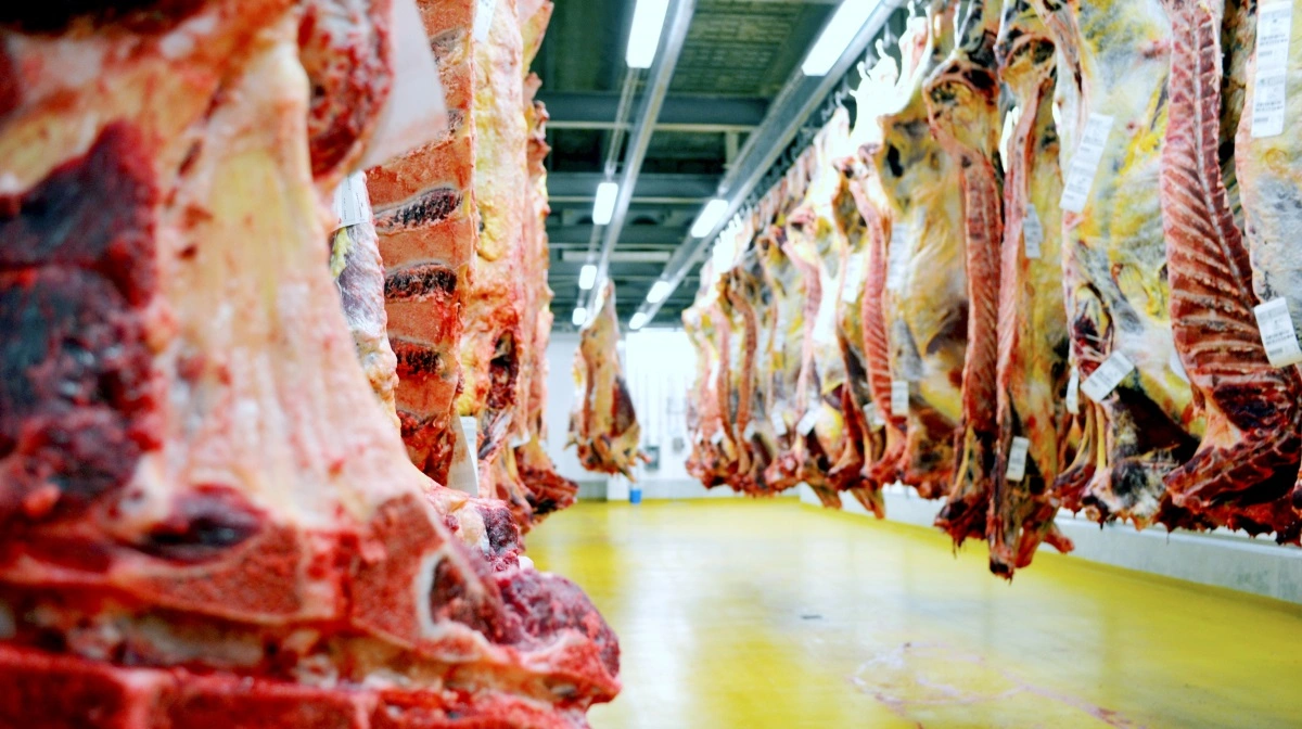 Danish Crown Beef hæver restbetaling til 110 øre efter stærkt europæisk marked og høj efterspørgsel på kvalitetskød. Arkivfoto