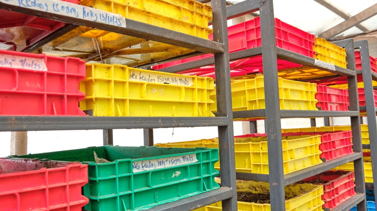 Larverne produceres i disse kasser.