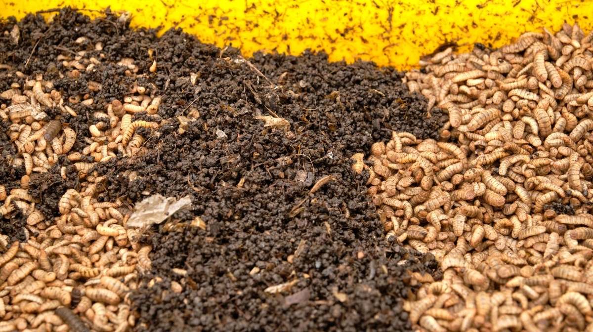 Larverne her er nået til det stadie, hvor de kan bruges som foder.