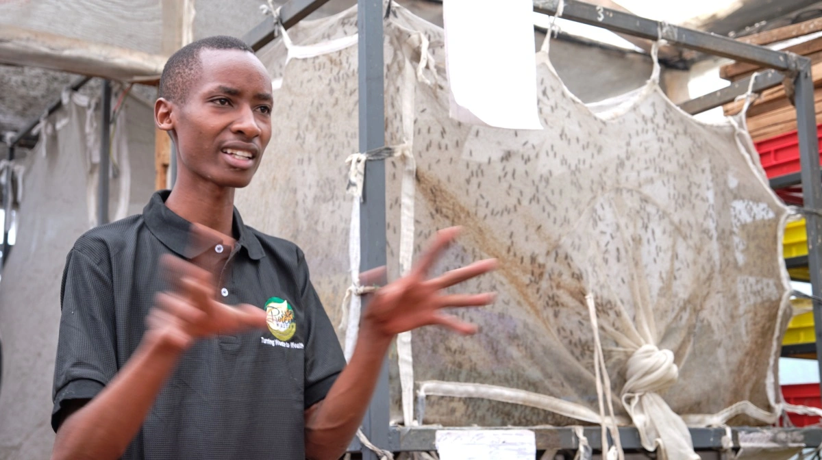 Der er også dygtige medarbejdere i virksomheden, som forklarer mere i dybden om produktionen af larver. I baggrunden ses et bur til fluerne, hvor de kan parre sig.

