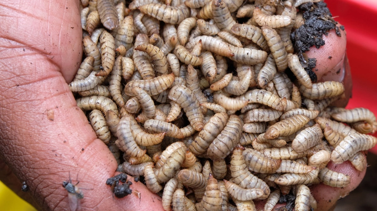 Larver klar til at blive fodret til husdyr.

