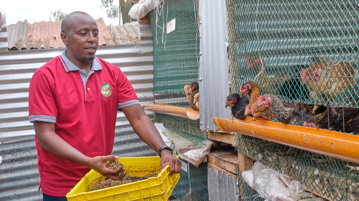 Mr. Kim i hønsehuset, hvor hønsene er klar over, at der lige om lidt er larver i krybben.