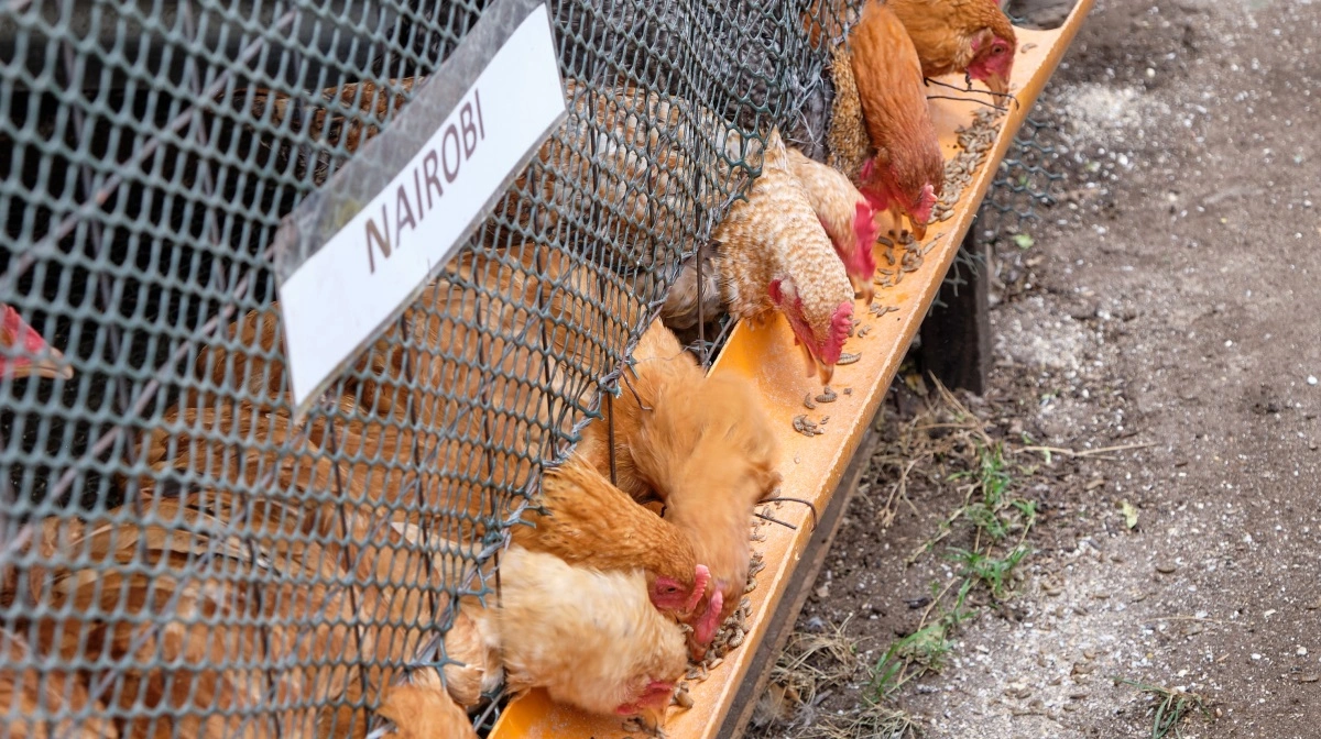 Det går rasende hurtigt med at æde larverne, der er ude af stand til at flygte.


