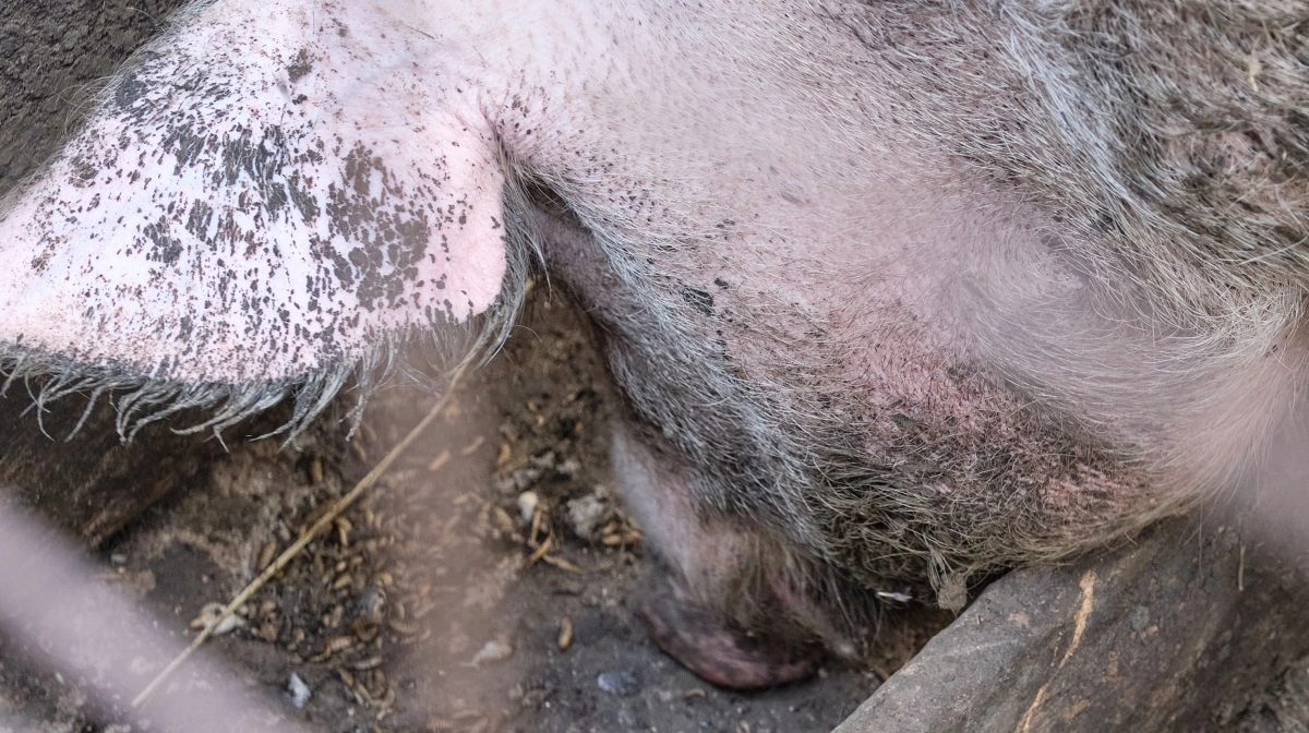 En orne æder larverne med stor appetit.