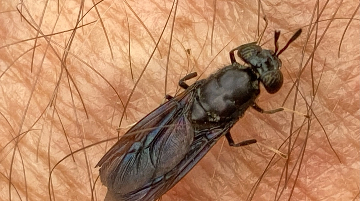 Sådan ser soldaterfluen ud.