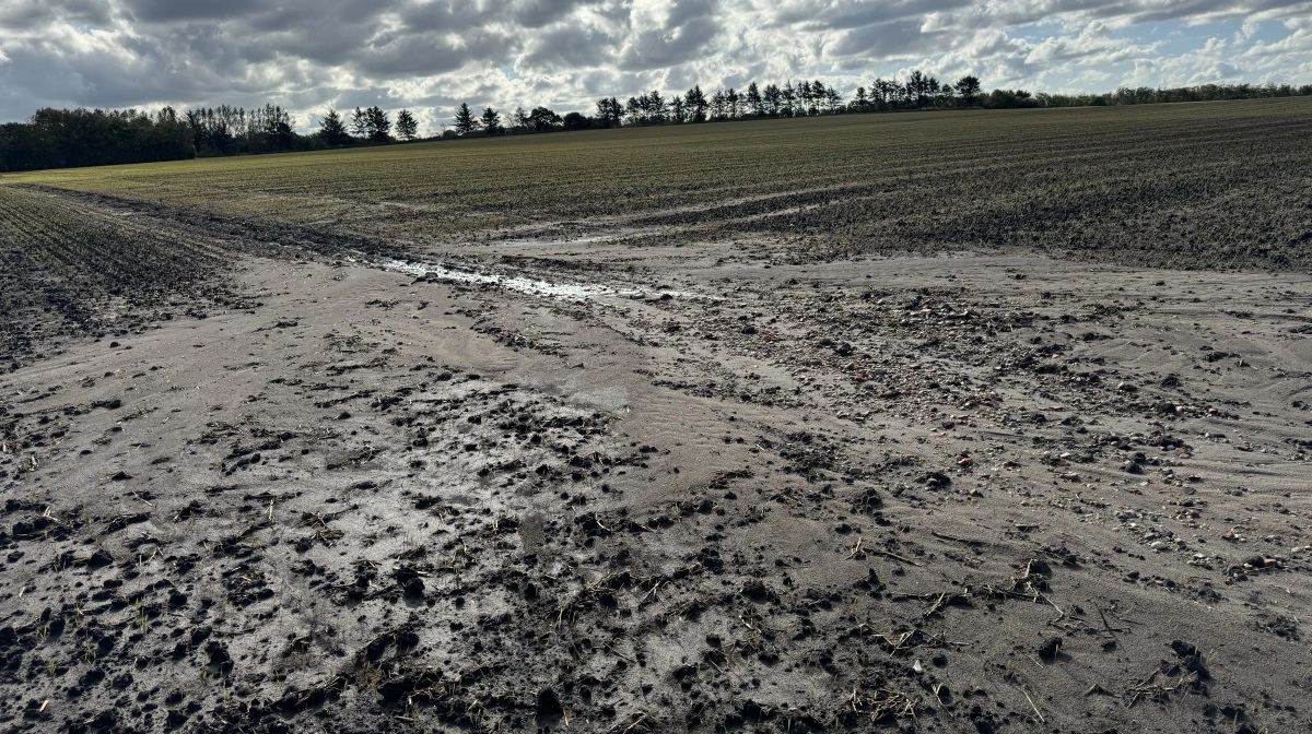 Kommer der store og kraftige regnskyl, nedsættes erosion og slemning på en mark med efterafgrøder af forskellige arter, da rødder over hele området giver bedre stabilitet. Arkivfoto