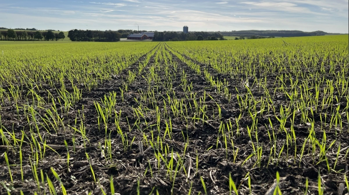 Mens de nye afgrøder kommet frem her om efteråret er der nu styr på støttesatserne for den gamle sæson. Arkivfoto: Kasper Stougaard.