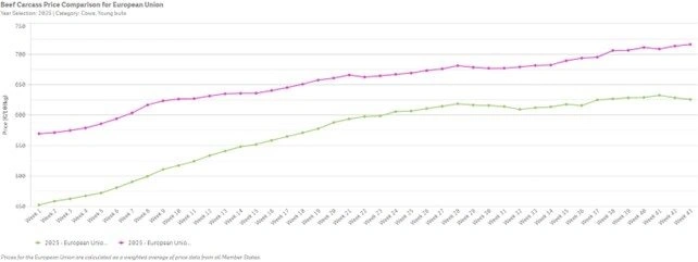 Figur 1: Udvikling i de europæiske oksekødspriser i 2025 for slagtekalve (grøn) og køer (pink). Priserne er beregnet som et vægtet gennemsnit på tværs af medlemslandene. Kilde: Europa Kommissionen. 
