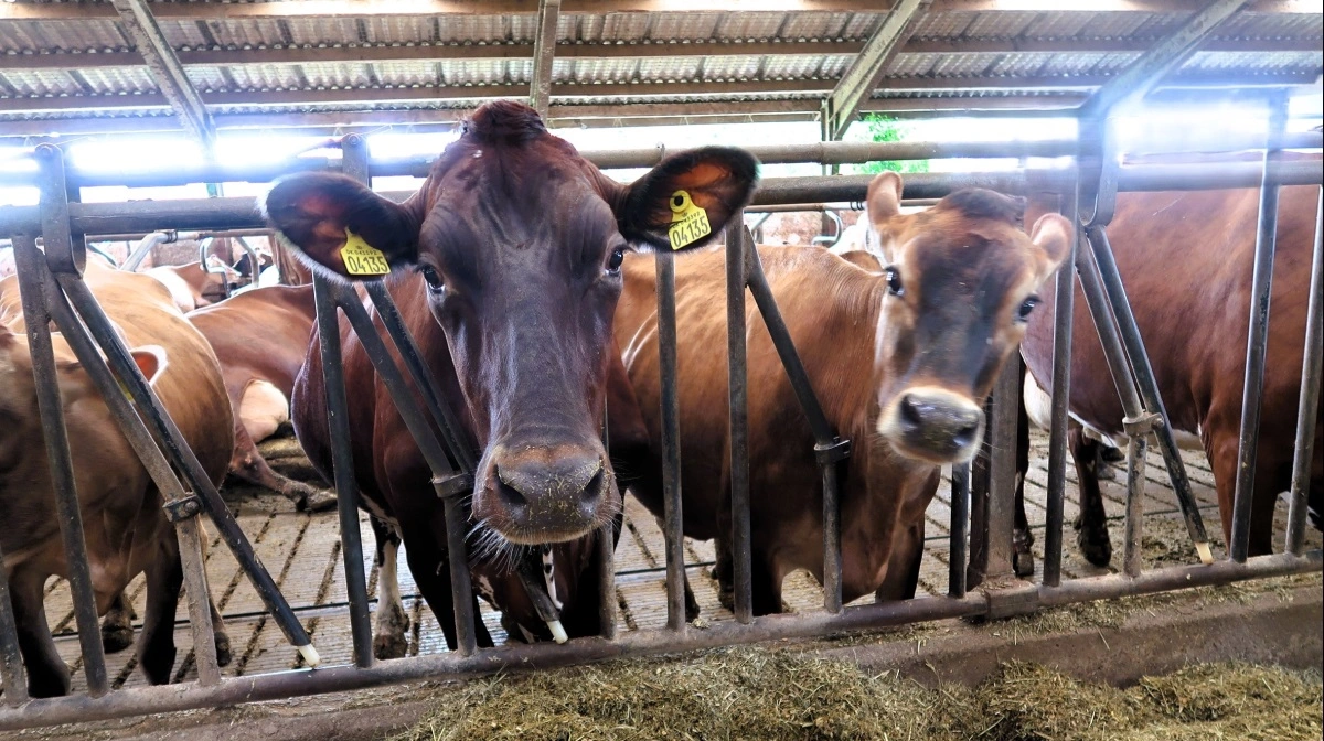 Størstedelen af CAP'en budget direkte til landmændene. 