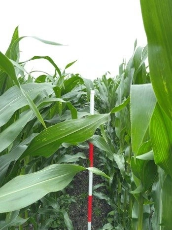 Til venstre er gyllen udbragt uden tilsætning, mens parcellen til højre har fået gylle tilsat Instinct fra Corteva. Planterne står både højere og tættere, og forskellen kan ses med det blotte øje.