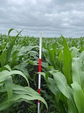 Corteva har gennemført demoforsøg med Instinct™ flere steder i landet – og resultaterne er entydige. Billedet her er fra Skærbæk, hvor forskellen tydeligt kan ses.