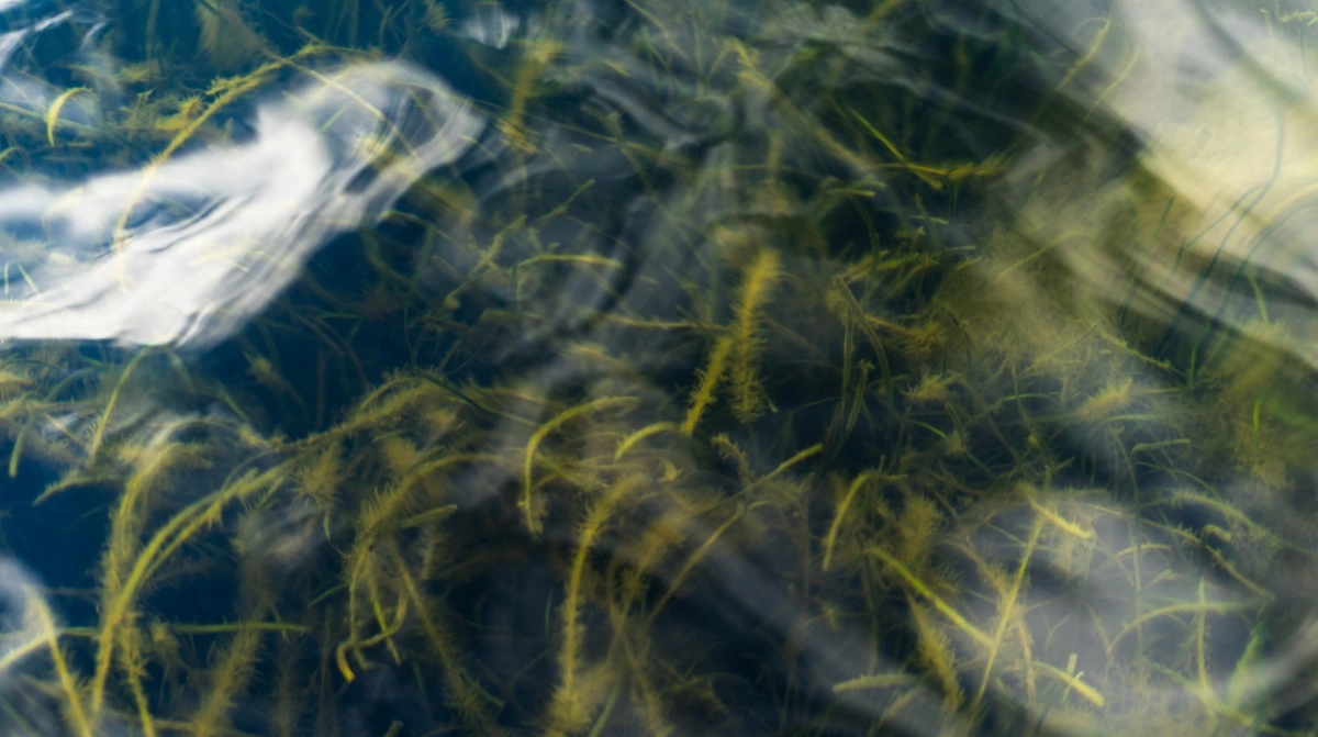 - Efter man for 15-20 år siden afskar input fra rensningsanlæg til Kertinge Nor og virkelig fik reduceret belastningen, så ser det ud til, at miljøtilstanden målt som ålegræs-udbredelse er blevet forbedret, da det alt i alt ser pænere ud end tidligere. Men det er jo fordi, man har reduceret alle kilder og gjorde det markant, siger professoren. Fotos: Alexander Dornwirth