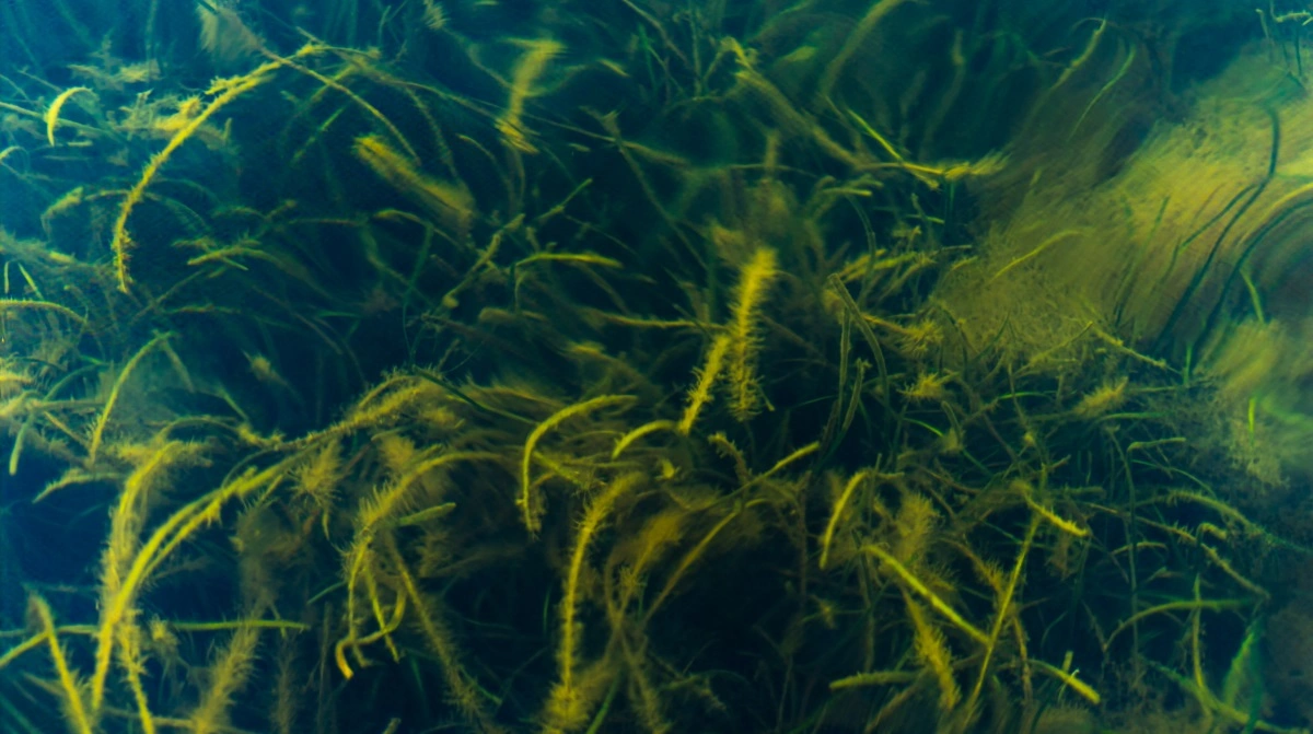 I begyndelsen af oktober var der store pletter med ålegræs i Kertinge Nor, der er en forlængelse af Kerteminde Fjord. 