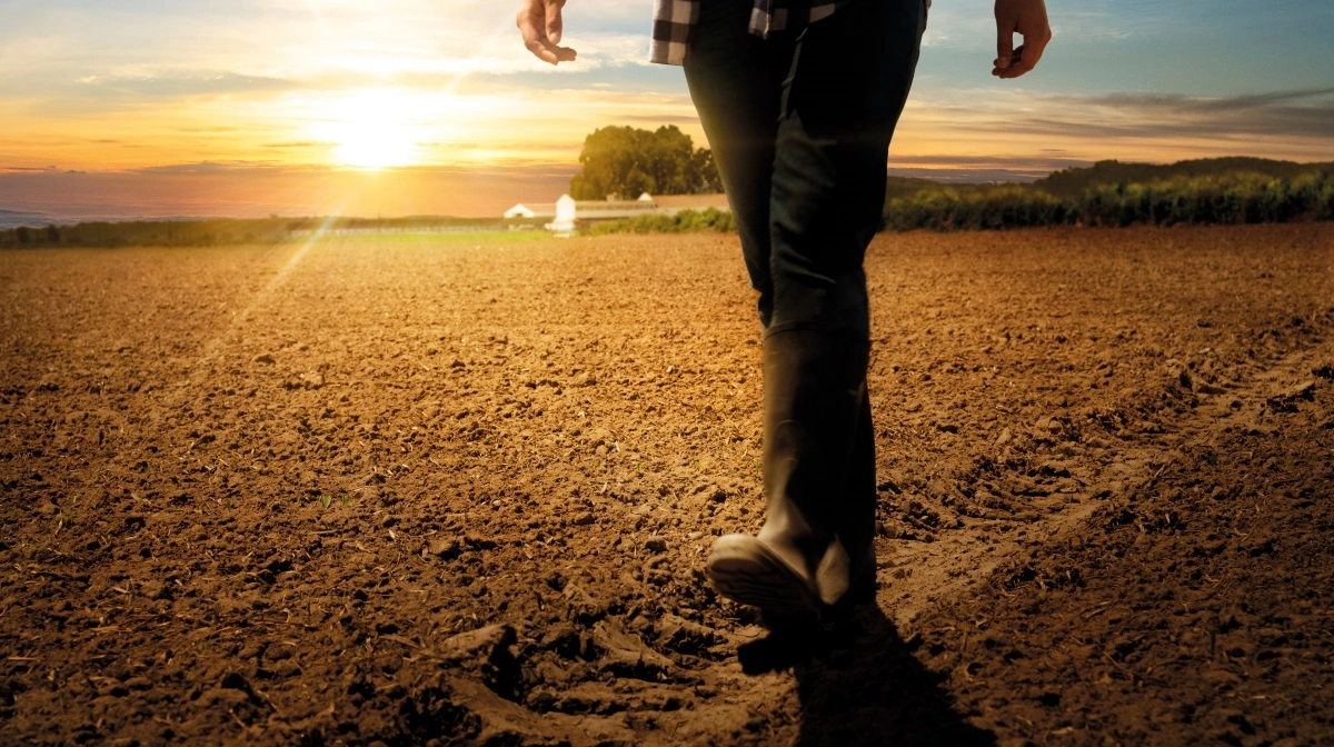 Instinct™ øger udbyttet i majs – op til 929 foderenheder og 1.042 kg kerne pr. hektar – ved at holde kvælstoffet tilgængeligt, når planterne har brug for det.