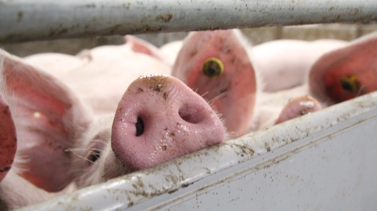 Intensiv svineproduktion er »antibiotikabehovsdrivende,« mener Det Etiske Råd, som vil have omlagt produktionen markant, også selvom det kan betyde, at en del af produktionen flytter til udlandet. Det møder skarp kritik fra Landbrug & Fødevarer, som mener, der er flere udokumenterede påstande i rådets seneste udtalelse. Arkivfoto: Anne Wolfenberg