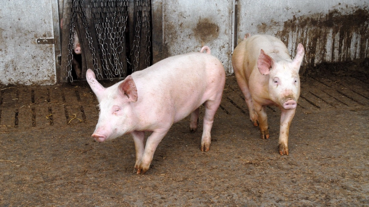 Økologisk svineproduktion fremhæves af Det Etiske Råd som et forbillede for resten af svineproduktionen. Arkivfoto