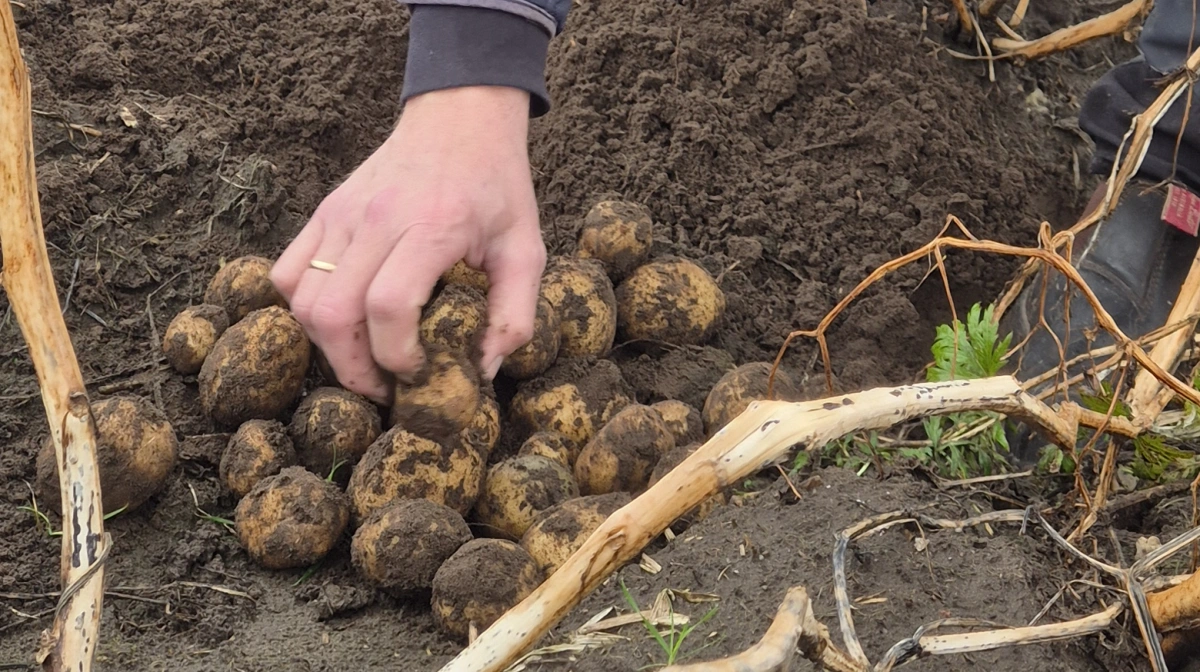 - Indtil nu har vi ligget på 11.800 ton stivelse pr. hektar. Og det er ganske pænt, siger Jens Hovalt Bertelsen.