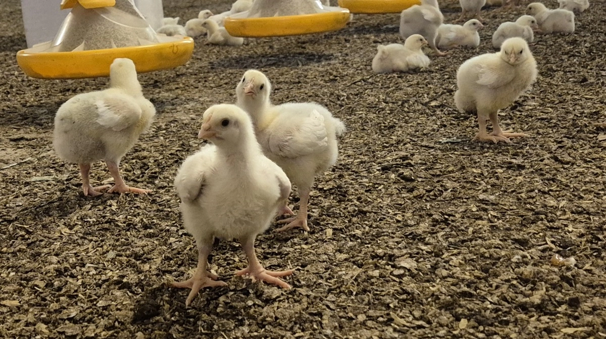 Trusselsniveauet for fugleinflueza er højt, og blandt andet derfor skal Jens Hovalt Bertelsen ikke have fremmede ind i sine stalde. Billedet her er taget tidligere på året.