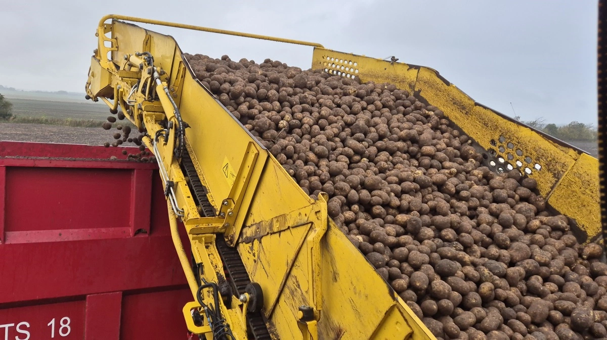 Jens Hovalt Bertelsen har 84 hektar med kartofler. Næste år kommer der knap 100 hektar i markplanen.
