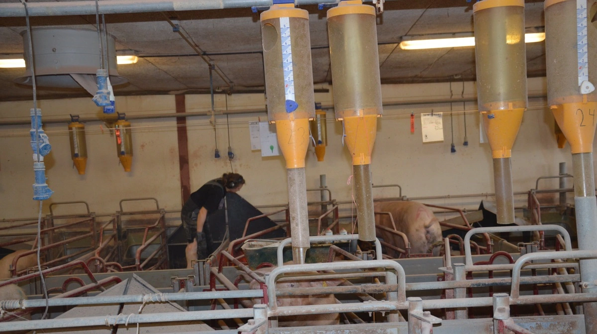 Ifølge Anders Peter Andersen er mange af de bedste medarbejdere netop så dygtige, fordi de trives i deres faglige opgaver - for eksempel i farestalden - og ikke nødvendigvis, fordi de har lyst til at undervise andre samtidig. Arkivfoto: Camilla Bønløkke