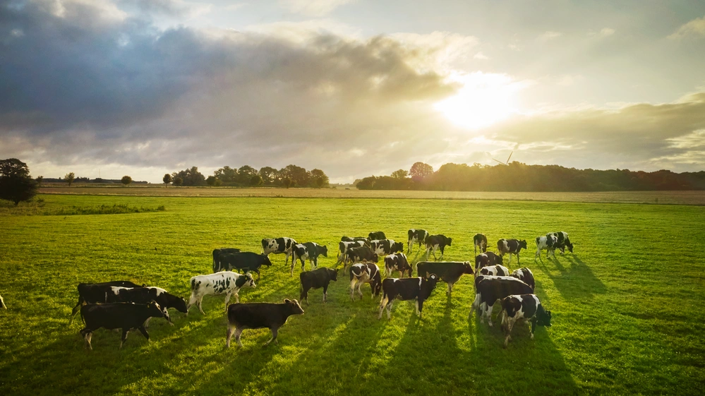 Arla følger SBTi’s FLAG-krav med nye Scope 3-mål: –30,3% CO2e i 2030 og skærpede leverandørkrav for mere troværdig omstilling. Foto: Arla Foods