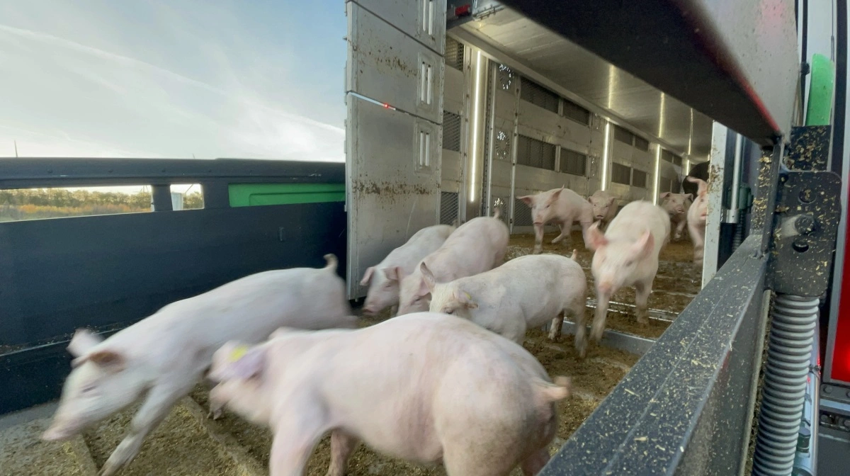 Der sendes blandt andet færre grise fra Holland til Tyskland. Arkivfoto: Anne Wolfenberg