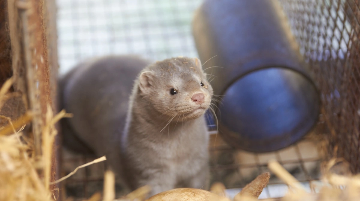 Ifølge Bæredygtigt Landbrug kan sagen få principiel betydning. Arkivfoto: Tenna Bang