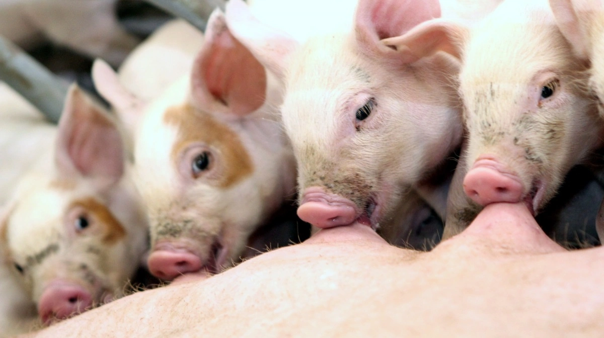 En øget effektivitet i soholdet er hovedårsagen til en stigende dansk bestand af svin. Arkivfoto: Anne Wolfenberg