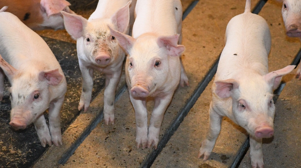 For at kunne vælge den rette vaccinekombination er det nødvendigt at vide, hvilke influenzatyper der findes i besætningen. 